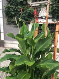 布宜诺斯艾利斯佩蒂帕莱斯住宿加早餐旅馆的绿叶和红花植物