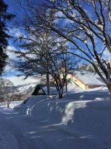 小谷村Canopy Lodge - Boutique Lodge at Hakuba Cortina的一座有树木和房子的雪地庭院