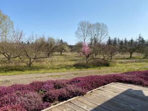 伯夫龙河畔讷安Le Gite De L'etoile Du Jour的种有紫色花卉和木行道的花园