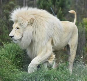 普利登堡湾Tenikwa Wildlife Centre的一只长 ⁇ 在草地上行走的狮子