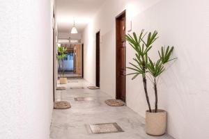 杰里科科拉Pousada Nativa Jeri的楼里带盆栽的走廊
