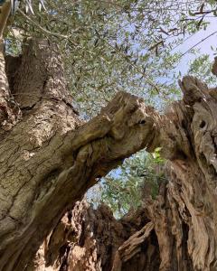 卡尔皮尼亚诺萨伦蒂诺Masseria Giamarra的树干的近距离