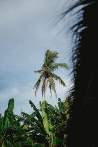 塞隆贝拉纳克Suku Lifestyle Hotel的蓝天前的棕榈树