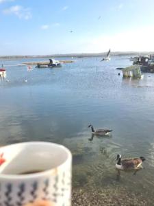 HamworthyHoles Bay Nature Reserve, Poole, right next to the Water的相册照片