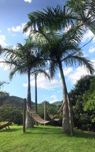 IbitiramaPousada Viva的两棵棕榈树,田野上设有吊床