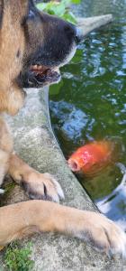 约克The Emig Mansion的狗在水中看着风筝