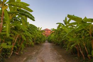 圣亚加塔·迪·米利特Rosmarino Park的穿过香蕉种植园的土路
