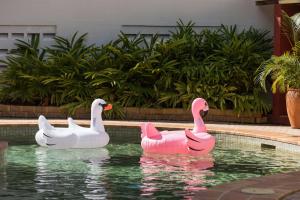 汤斯维尔汤斯维尔南岸莱吉斯酒店的游泳池里两个粉色和白色的天鹅