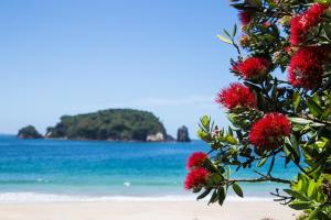 哈海Hahei Beach Resort的海滩上一棵红花树