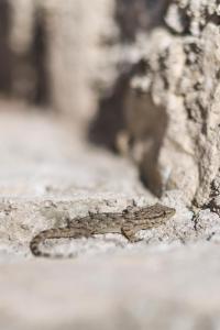 加尔多内-里维耶拉迪莫拉波尔森酒店的蜥 ⁇ 坐在地上