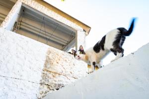 卡塔赫纳ORESCA Hostel的两只猫站在一座建筑的顶端