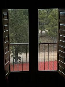 昆卡Hostal Ciudad Encantada的两个窗户,阳台上可欣赏到狗的景色