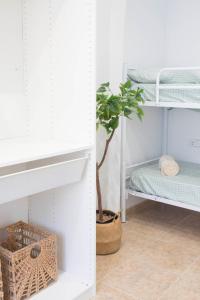 安波拉Netania的白色衣柜,带植物和架子
