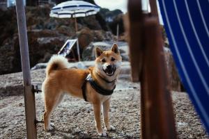 马西亚娜马里纳因图尔公寓的一只狗站在海滩上,带一把遮阳伞