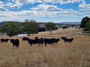 Mount Torrens47 WOOLSHED ROAD - Adelaide Hills rural retreat的一群牛站在田野里