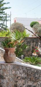 梅伦杜尼奥Guesthouse da Filiberto的石墙上花瓶里的植物