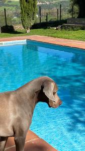 埃尔博斯克Casa Rural El Vihuelo的一只狗站在游泳池旁边