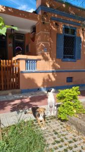 桑托斯Hostel El Caminito LGBTQIAPN plus的站在房子前面的狗