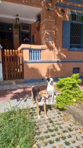 和主人一起入住Hostel El Caminito LGBTQIAPN plus的宠物