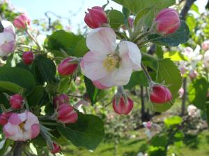 Aan het Singelhof - Bellefleur*** met sunshower en tuin外面的花园