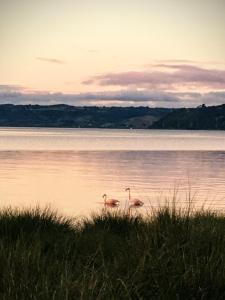 卡斯特鲁Glamping Domo Pullao的日落时分在水中游泳的两只火烈鸟