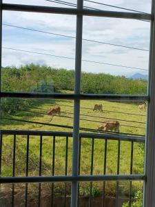 恒春古城墾丁勿忘我城堡莊園的从窗户可欣赏到马群在田野中放牧的景色
