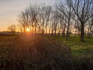 TillinghamThe Old Dairy Accommodation的一片树木和草地上的日落