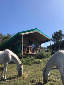 维德尼斯Trees&Seas - Glamping with farm animals的两匹马在餐厅前面的草地上放牧