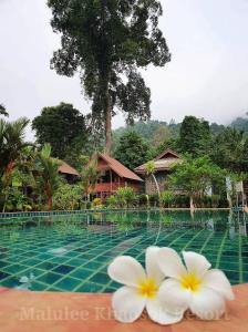 考索Malulee KhaoSok Resort的两朵白色花坐在游泳池旁