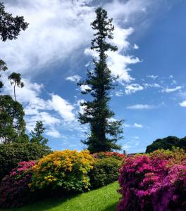 波尔托瓦尔特拉瓦利亚Casa Anna - Parco Hermitage的花园中种满鲜花的树