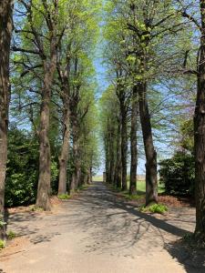 皮亚内扎Casa Bricca的公园里一条树木林立的道路