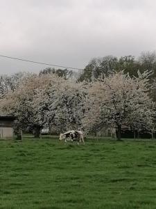 CampignyLe pré vert的花树田里的牛