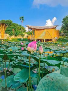 Trại VangLITTLE BEE HOUSE的一片百合花田,花粉色,建筑