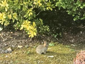 班特里Niblick的一只兔子站在草地上