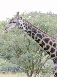 卢萨卡里拉依山林小屋的长颈鹿站在树旁