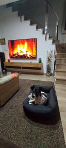 穆尔西亚Excelente Dúplex de Lujo的狗躺在壁炉前的狗床上