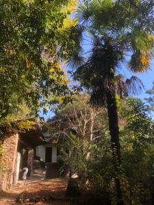 博尔扎诺TORRE GARDEN HOME - casa singola nella città di Bolzano con giardino privato的森林中一座建筑物旁的棕榈树