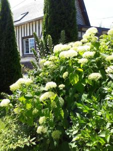 Cheffreville-TonnencourtGîte 'les matins calmes '的房屋前有白色花的灌木