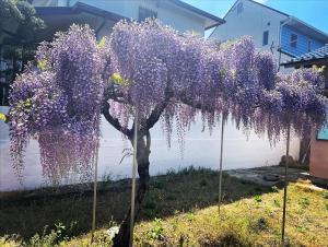 和歌山Surf Inn G-Sun的院子里的紫色花朵覆盖的树