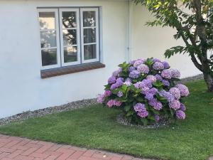诺尔多夫Haus Amanda的窗前的紫色花丛