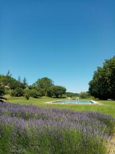 拉科斯特Le Lavoir的紫色的花田,后方有游泳池