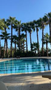 马纳夫加特Paradise Manavgat的一座棕榈树环绕的游泳池