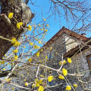 地拉那Bujtina Tusha的建筑前有黄色花的树
