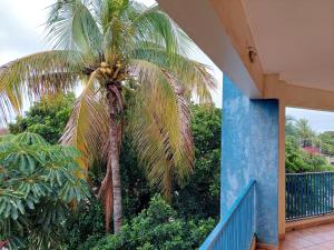 特雷斯拉瓜斯HOTEL NOVO HOTEL的蓝楼旁边的棕榈树