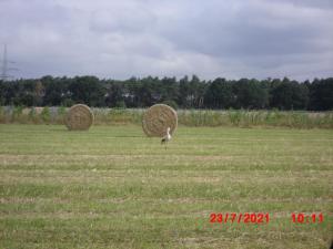 林维德尔Lindensweet的一只鸟站在田野上,两只干草包