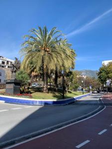 马贝拉Morgan apartamentos Marbella centro的街道边的棕榈树