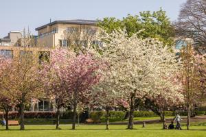 都柏林Herbert Park Hotel and Park Residence的公园里一群种有粉红色花的树木