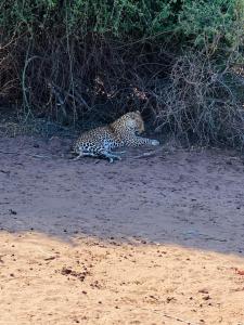 卡萨内Shalakwe Hills-Inn B&B Kasane的一只猎豹躺在地上的泥土中