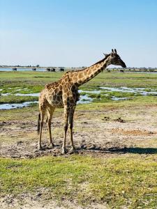 卡萨内Shalakwe Hills-Inn B&B Kasane的长颈鹿站在草地上