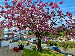 阿伯蒂费Tŷ Treflan的院子里一棵树,上面有粉红色的花